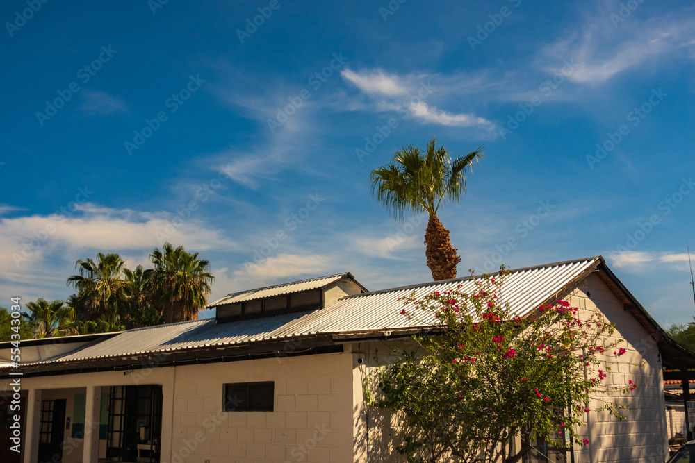 Palm trees sway in the wind over a corner of a white building.  Shot in Baja de California Sur, Mexico.