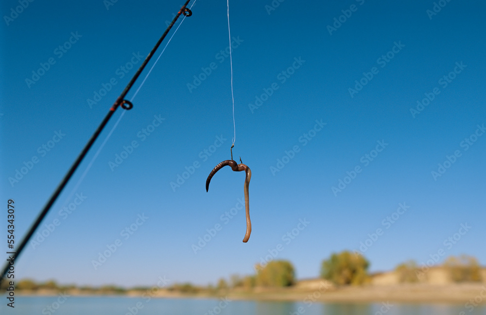 Fishing hook baited with an earthworm; Nebraska, United States of America Fishing hook baited with an earthworm; Nebraska, United States of America