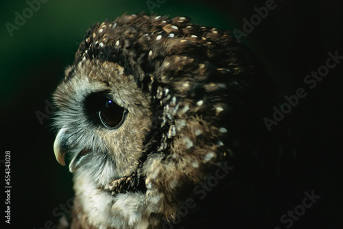 Close-up portrait of a Northern spotted owl (Strix occidentalis occidentalis), endangered; Portland, Oregon, United States of America photo