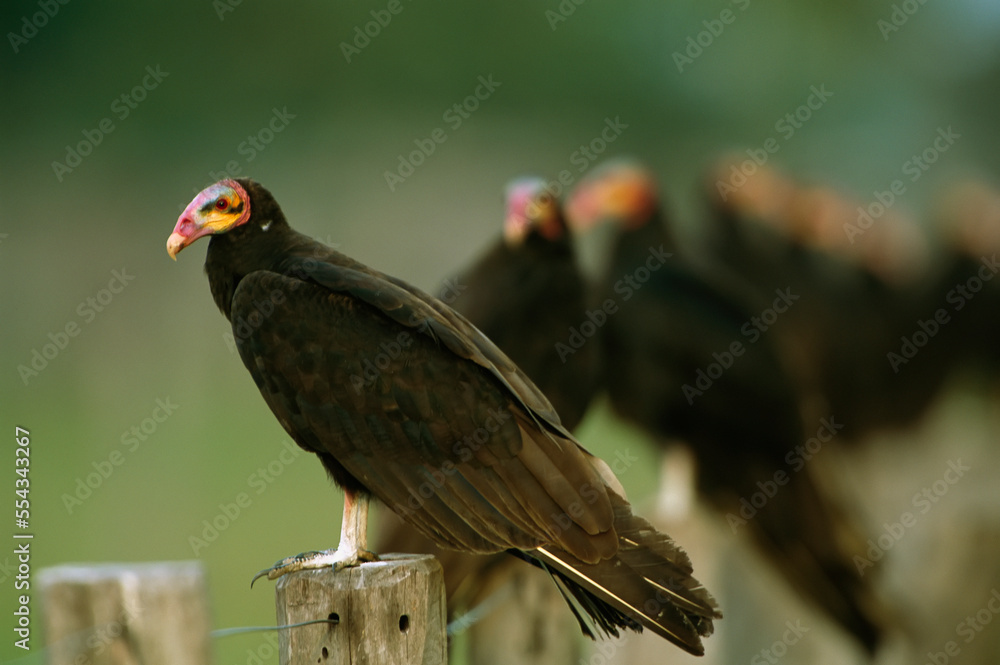 Lesser yellow-headed vultures (Cathartes burrovianus) perched on fence posts; Pantanal, Brazil Lesser yellow-headed vultures (Cathartes burrovianus) perched on fence posts; Pantanal, Brazil
