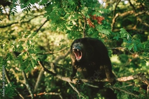 Male Black howler monkey (Alouatta caraya) vocalizes; Pantanal, Brazil photo