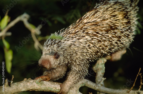 Prehensile-tailed porcupine (Coendou prehensilis) on a branch; Pantanal, Brazil photo