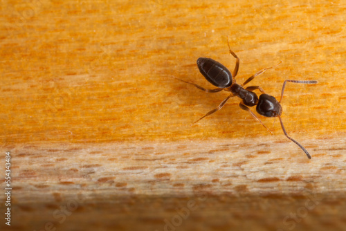 Odorous house ant (Tapinoma sessile); Lincoln, Nebraska, United States of America photo