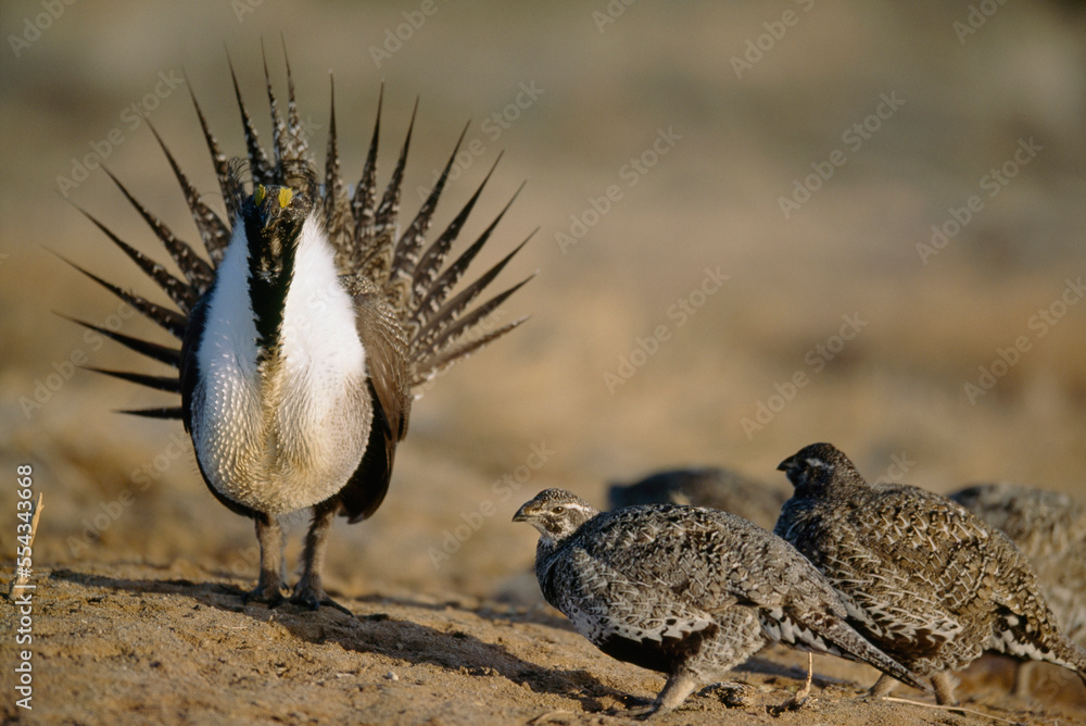 Male Greater sage grouse (Centrocercus urophasianus) struts to impress the female sage grouse; Craig, Colorado, United States of America` Male Greater sage grouse (Centrocercus urophasianus) struts to impress the female sage grouse; Craig, Colorado, United States of America`