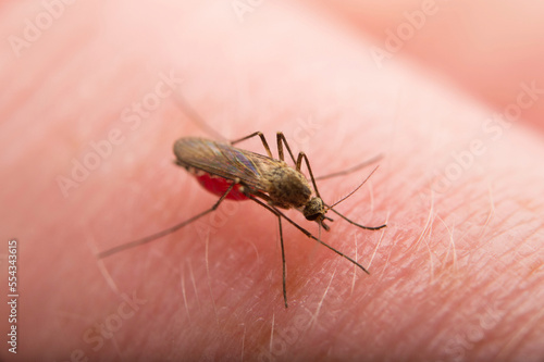 Close-up of a female mosquito (Culex tarsalis) sitting on a human hand engorged with blood; Crosslake, Minnesota, United States of America photo