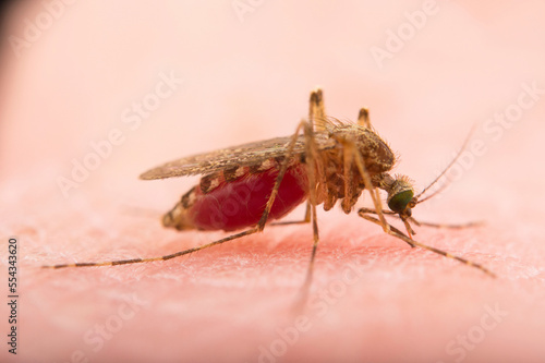 Close-up of a female mosquito (Culex tarsalis) sitting on human skin engorged with blood; Crosslake, Minnesota, United States of America photo