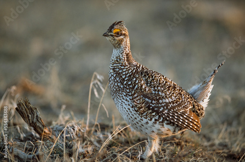 Portrait of a Columbian sharp-tailed grouse (Tympanuchus phasianellus); Craig, Colorado, United States of America