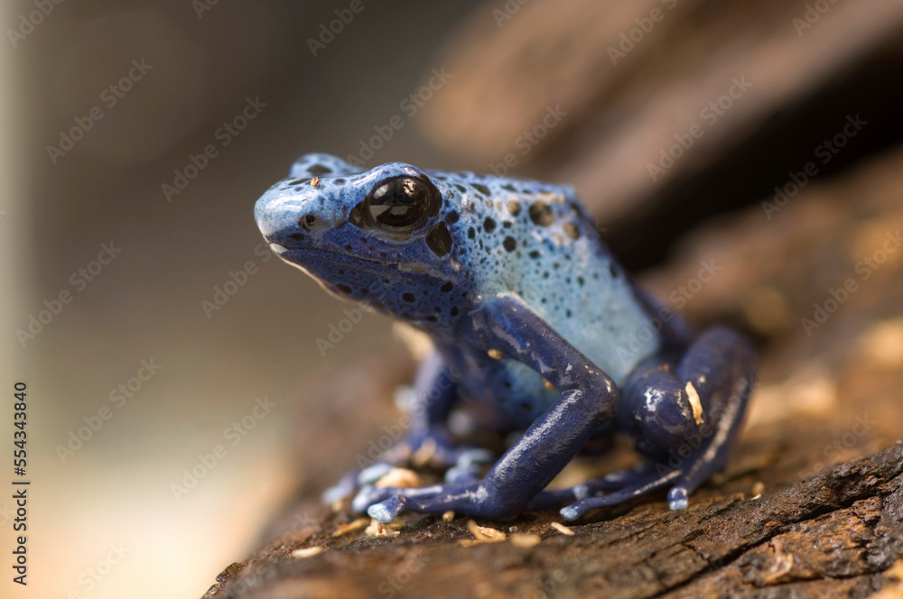 Portrait of a Blue Poison Dart Frog (Dendrobates azureus) at a zoo in Nebraska; Lincoln, Nebraska, United States of America Portrait of a Blue Poison Dart Frog (Dendrobates azureus) at a zoo in Nebraska; Lincoln, Nebraska, United States of America