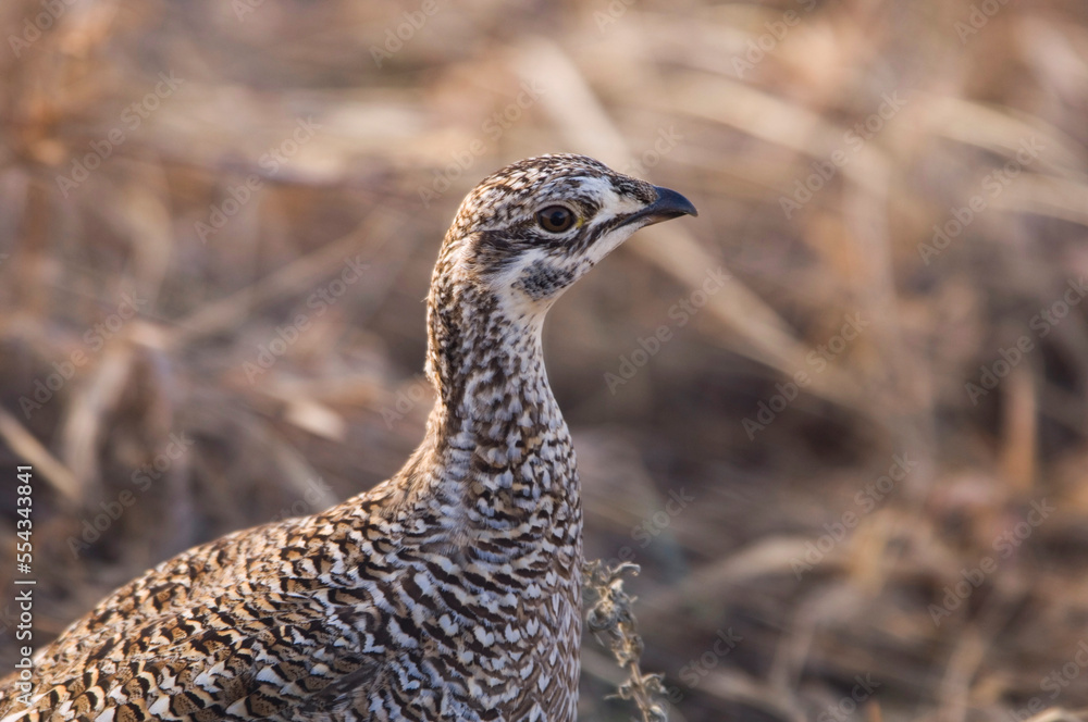 Close-up portrait of a Sharp-tailed Grouse (Tympanuchus phasianellus); Burwell, Nebraska, United States of America Close-up portrait of a Sharp-tailed Grouse (Tympanuchus phasianellus); Burwell, Nebraska, United States of America