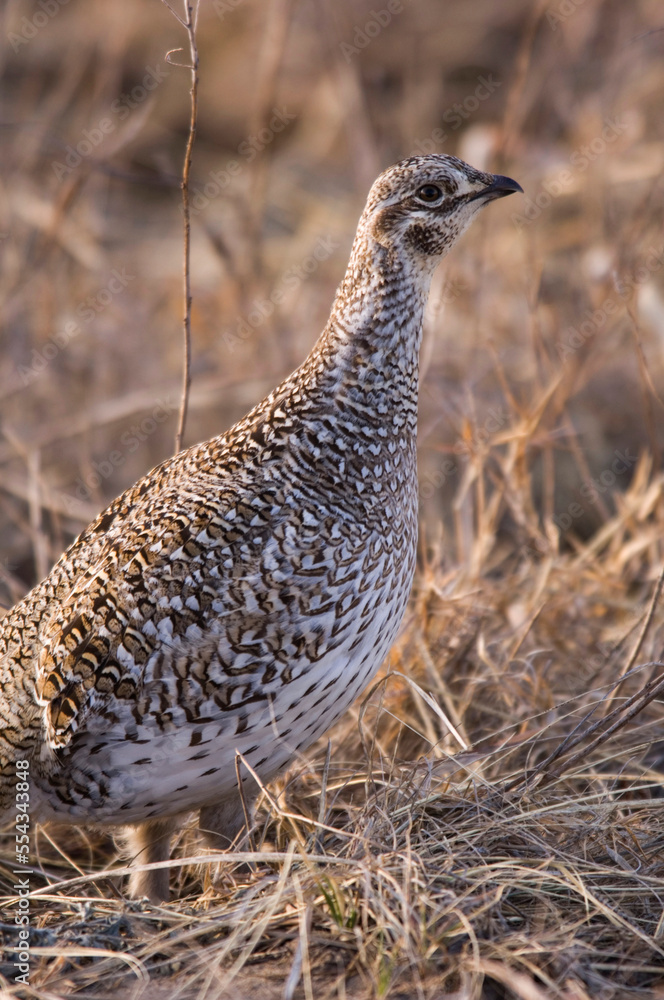 Close-up portrait of a Sharp-tailed Grouse (Tympanuchus phasianellus); Burwell, Nebraska, United States of America Close-up portrait of a Sharp-tailed Grouse (Tympanuchus phasianellus); Burwell, Nebraska, United States of America