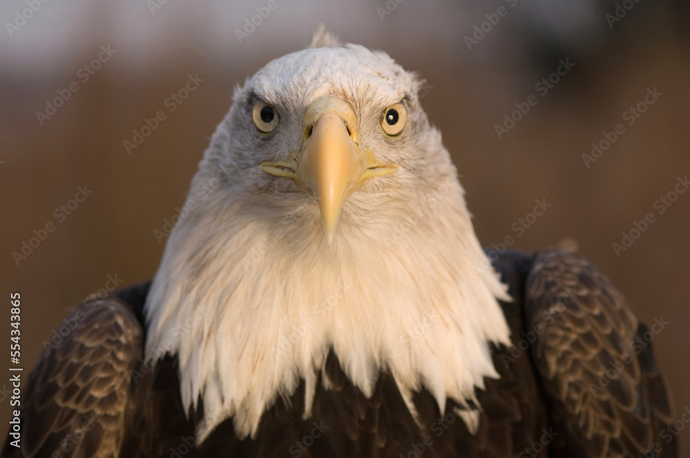 Close-up portrait of a captive Bald Eagle (Haliaeetus leucocephalus) at the Raptor Recovery Center; Malcom, Nebraska, United States of America Close-up portrait of a captive Bald Eagle (Haliaeetus leucocephalus) at the Raptor Recovery Center; Malcom, Nebraska, United States of America