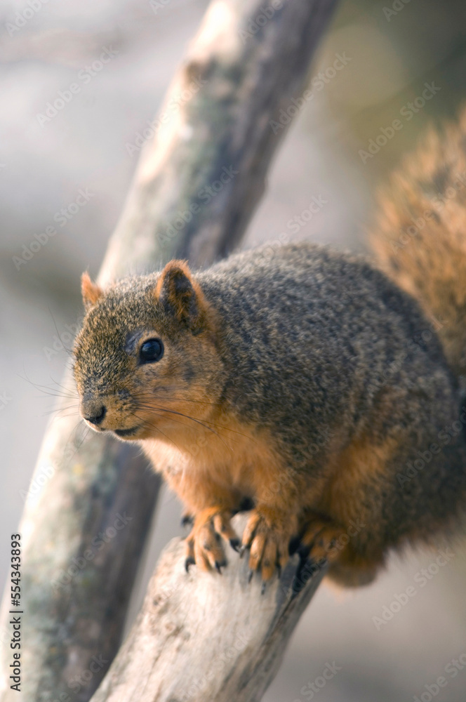 Portrait of a Fox Squirrel (Sciurus niger) perched on a tree branch; Walton, Nebraska, United States of America Portrait of a Fox Squirrel (Sciurus niger) perched on a tree branch; Walton, Nebraska, United States of America