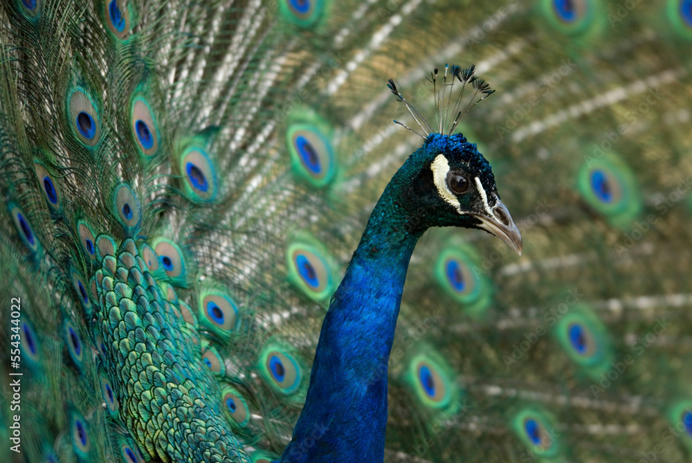 Close-up of a Peacock displaying for nearby females at a zoo; Omaha, Nebraska, United States of America Close-up of a Peacock displaying for nearby females at a zoo; Omaha, Nebraska, United States of America