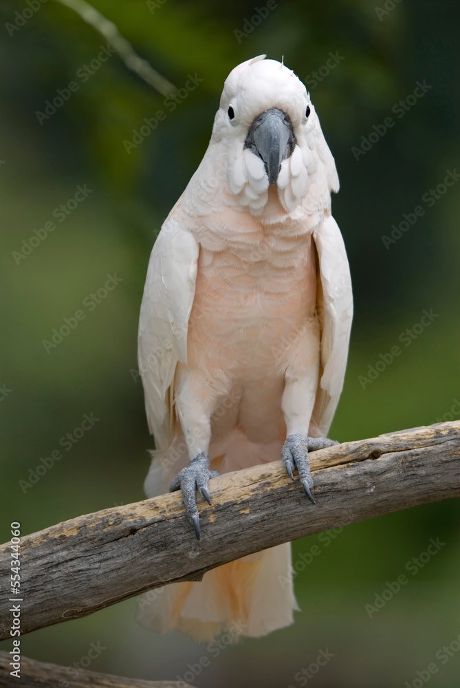 Portrait of a Moluccan cockatoo (Cacatua moluccensis) at a zoo; Omaha, Nebraska, United States of America Portrait of a Moluccan cockatoo (Cacatua moluccensis) at a zoo; Omaha, Nebraska, United States of America