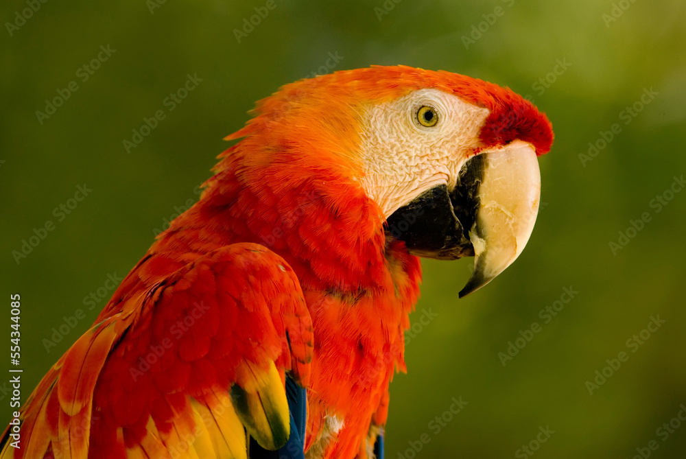 Portrait of a Scarlet macaw (Ara macao) at a zoo; Lincoln, Nebraska, United States of America Portrait of a Scarlet macaw (Ara macao) at a zoo; Lincoln, Nebraska, United States of America