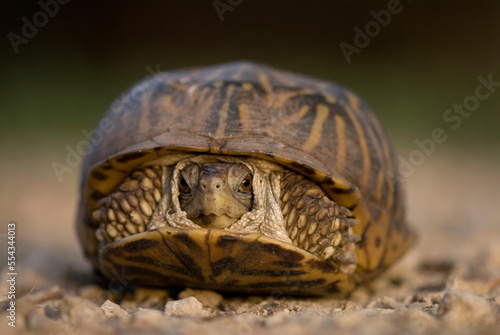 Portrait of an Ornate box turtle (Terrapene ornata ornata) on a hog farm in Kansas, USA; Greenleaf, Kansas, United States of America photo