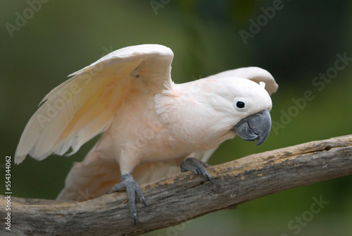 Portrait of a Moluccan cockatoo (Cacatua moluccensis) at a zoo; Omaha, Nebraska, United States of America