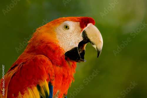 Portrait of a Scarlet macaw (Ara macao) with it's beak open at a zoo; Lincoln, Nebraska, United States of America photo