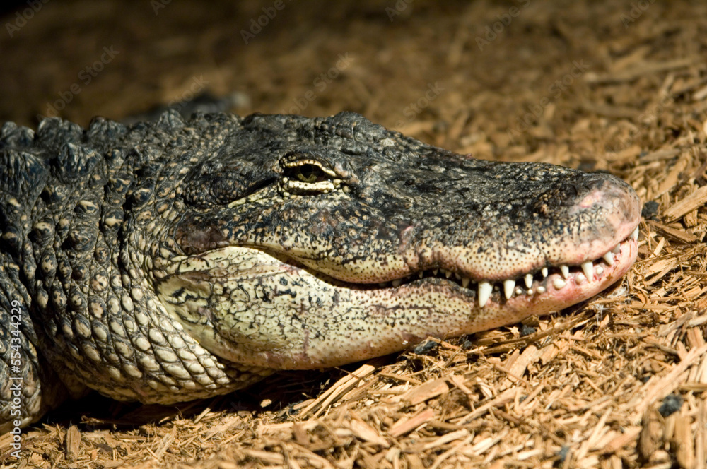 An American alligator (Alligator mississippiensis) shows his teeth as he lays on wood chips in an enclosure at a zoo; Omaha, Nebraska, United States of America An American alligator (Alligator mississippiensis) shows his teeth as he lays on wood chips in an enclosure at a zoo; Omaha, Nebraska, United States of America