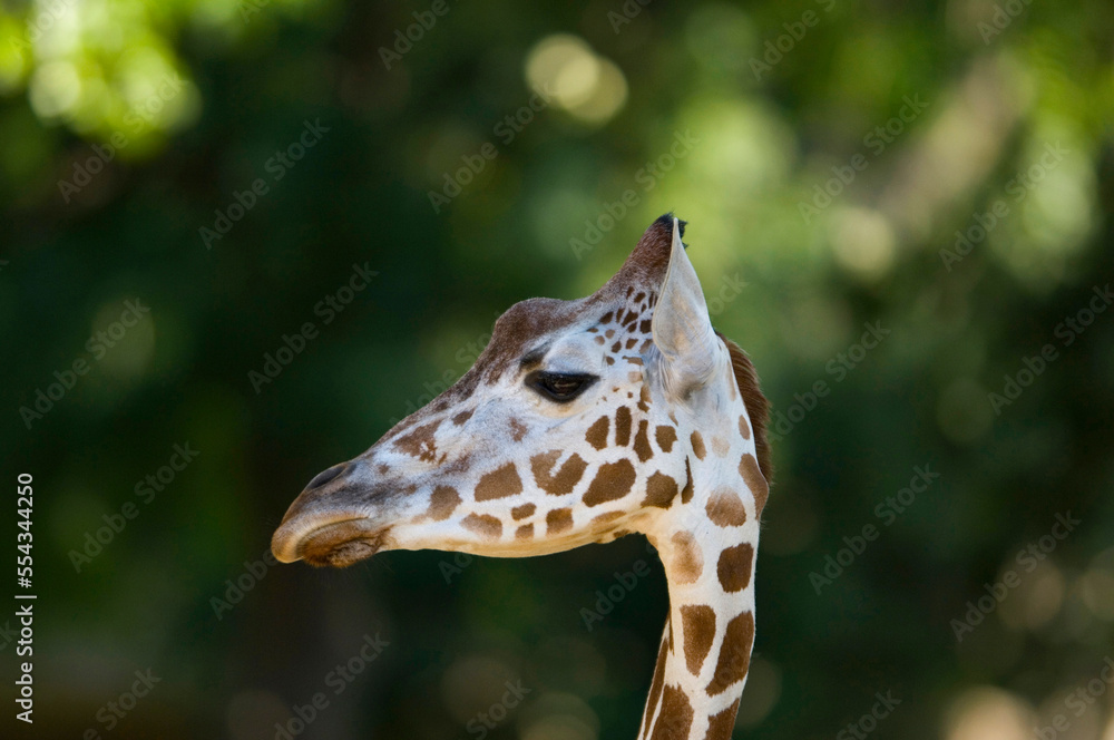Close-up of the head of a Reticulated giraffe (Giraffa camelopardalis reticulata) at a zoo; Omaha, Nebraska, United States of America Close-up of the head of a Reticulated giraffe (Giraffa camelopardalis reticulata) at a zoo; Omaha, Nebraska, United States of America