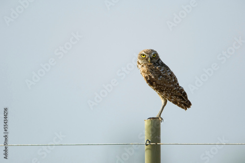Burrowing owl (Athene cunicularia) perched on a post against a clear blue sky in eastern Montana; Malta, Montana, United States of America photo