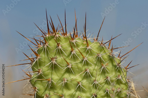 Prickly pear cactus (Opuntia) with long spines growing against a blue sky in eastern Montana, USA; Malta, Montana, United States of America photo