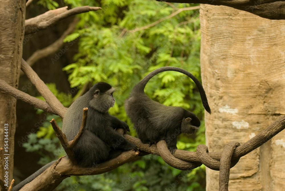 Two Blue monkeys (Cercopithecus mitis) moving across branches in a zoo enclosure; Omaha, Nebraska, United States of America Two Blue monkeys (Cercopithecus mitis) moving across branches in a zoo enclosure; Omaha, Nebraska, United States of America