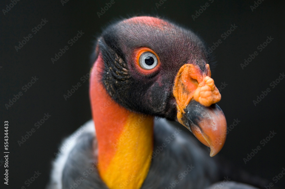 Portrait of a King Vulture (Sarcoramphus papa) against a black background at a zoo; Wichita, Kansas, United States of America Portrait of a King Vulture (Sarcoramphus papa) against a black background at a zoo; Wichita, Kansas, United States of America