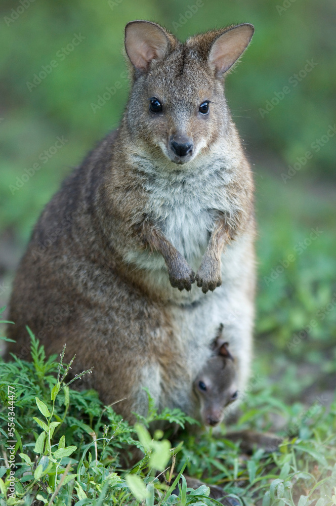 Portrait of a Parma wallaby (Macropus parma) with it's baby in its pouch in a zoo; Manhattan, Kansas, United States of America Portrait of a Parma wallaby (Macropus parma) with it's baby in its pouch in a zoo; Manhattan, Kansas, United States of America