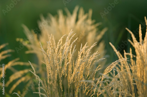 Grasses illuminated in sunlight; Wichita, Kansas, United States of America photo