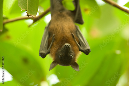 Portrait of an Indian flying fox (Pteropus giganteus) hanging from a tree in a zoo; Wichita, Kansas, United States of America photo