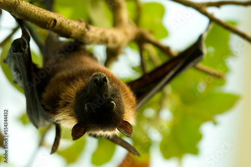 Portrait of an Indian flying fox (Pteropus giganteus) hanging from a tree in a zoo; Wichita, Kansas, United States of America photo