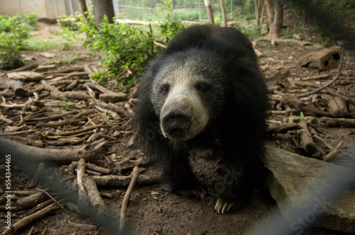 Portrait of a Sloth bear (Melursus ursinus) in a zoo enclosure; Manhattan, Kansas, United States of America photo