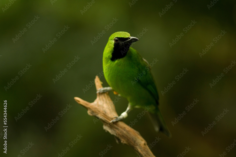 Portrait of a Greater green leafbird (Chloropsis sonnerati) perched on a branch at a zoo; Wichita, Kansas, United States of America