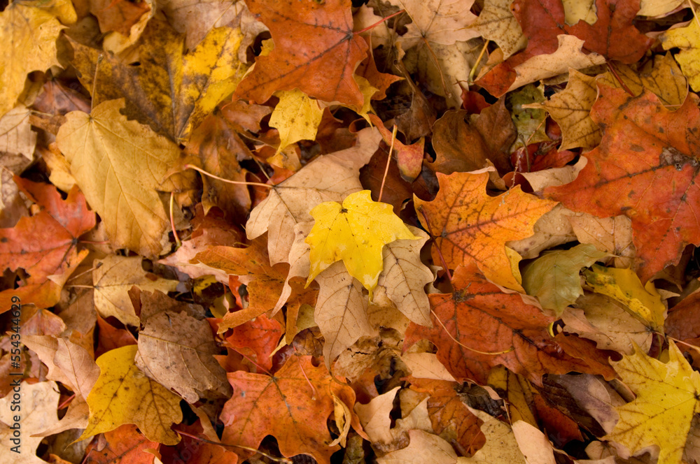 Autumn coloured Maple leaves fallen to the ground; Middlebury, Vermont, United States of America Autumn coloured Maple leaves fallen to the ground; Middlebury, Vermont, United States of America