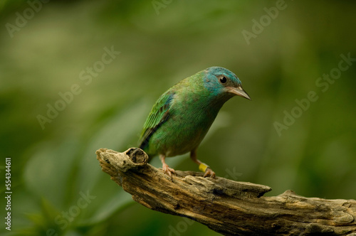 Portrait of a Blue dacnis (Dacnis cayana) perched on a branch at a zoo; Wichita, Kansas, United States of America photo