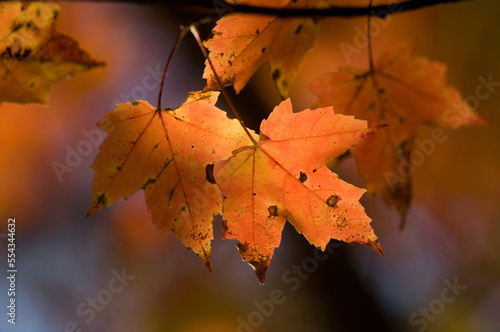 Weathered detail of an autumn coloured maple tree leaves; Middlebury, Vermont, United States of America photo