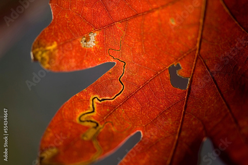 Weathered detail of an autumn coloured oak tree leaf; Middlebury, Vermont, United States of America