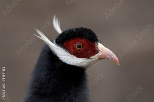 Close-up portrait of a Brown-eared pheasant (Crossoptilon mantchuricum) at a zoo; Watertown, South Dakota, United States of America photo