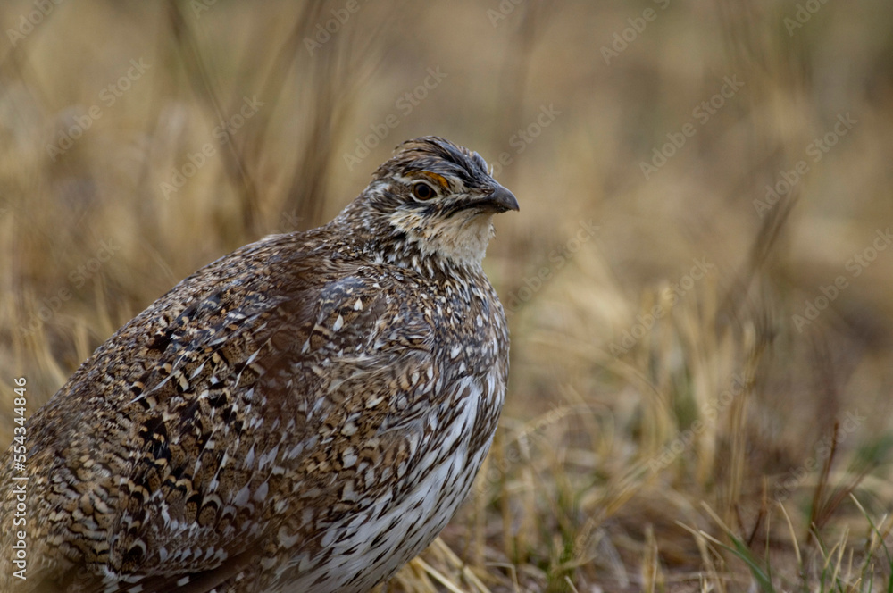 Close-up portrait of a Sharp-tailed Grouse (Tympanuchus phasianellus) on breeding grounds; Burwell, Nebraska, United States of America