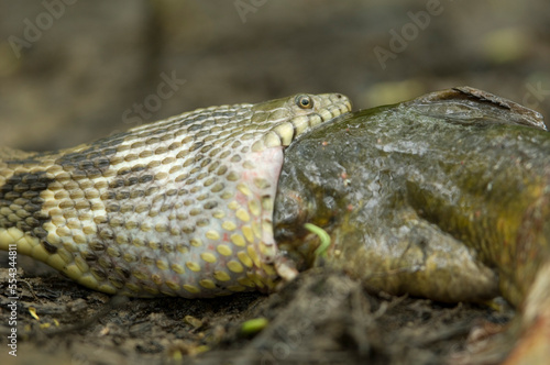 Banded water snake (Nerodia fasciata) eats a bullhead fish by swallowing it whole in Cache River National Wildlife Refuge, Arkansas, USA; Arkansas, United States of America photo