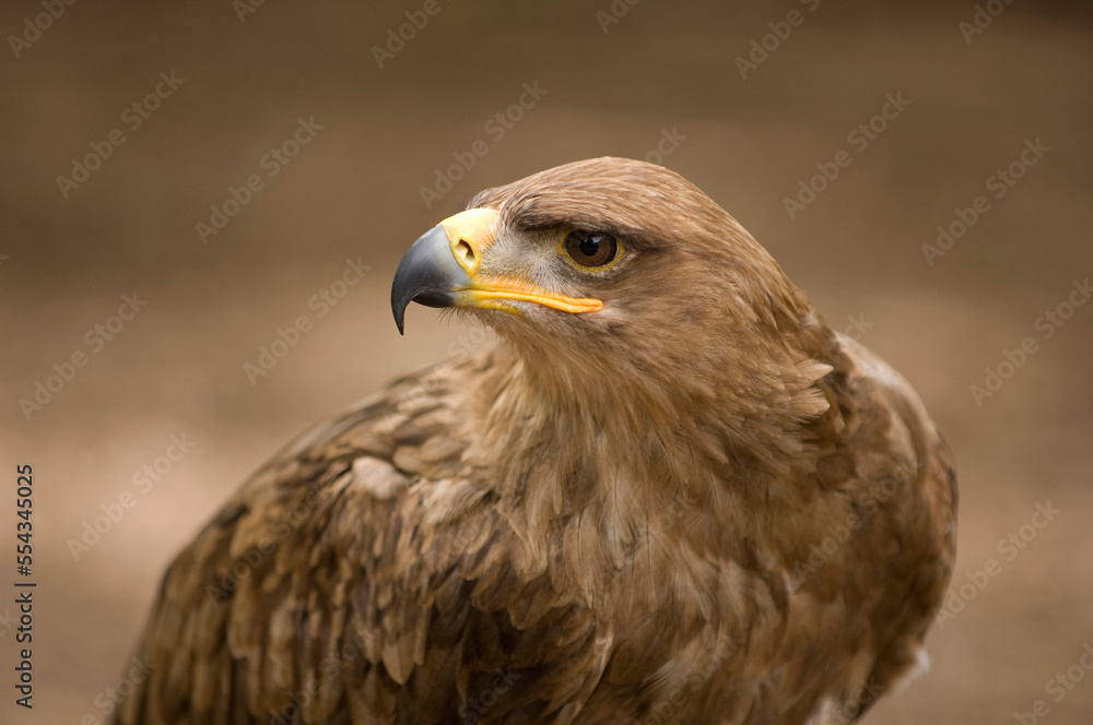 Close-up portrait of a Tawny eagle (Aquila rapax) at a wild bird sanctuary; Saint Louis, Missouri, United States of America Close-up portrait of a Tawny eagle (Aquila rapax) at a wild bird sanctuary; Saint Louis, Missouri, United States of America