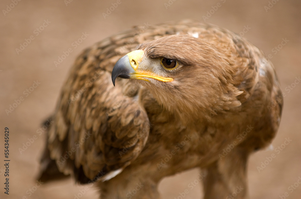 Close-up portrait of a Tawny eagle (Aquila rapax) at a wild bird sanctuary; Saint Louis, Missouri, United States of America Close-up portrait of a Tawny eagle (Aquila rapax) at a wild bird sanctuary; Saint Louis, Missouri, United States of America
