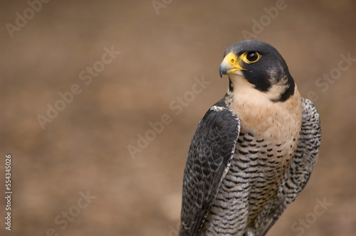 Close-up portrait of a Peregrine falcon (Falco Peregrinus) at a wild bird sanctuary; Saint Louis, Missouri, United States of America photo