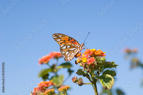 Close-up of a Gulf fritillary butterfly (Dione vanillae) resting on blossoms at the Fort Morgan State Historical Site; Gulf Shores, Alabama, United States of America photo