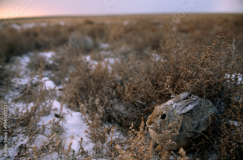 Snow-dusted desert cottontail rabbit (Sylvilagus audubonii) sits quietly in a snowstorm; Pinedale, Wyoming, United States of America photo