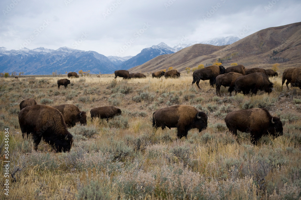 Herd of Bison (Bison bison) grazing on federal land near Jackson Hole, Wyoming, USA; Jackson Hole, Wyoming, United States of America Herd of Bison (Bison bison) grazing on federal land near Jackson Hole, Wyoming, USA; Jackson Hole, Wyoming, United States of America