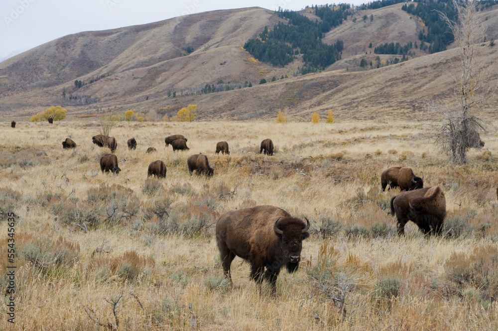 Herd of Bison (Bison bison) grazing on federal land near Jackson Hole, Wyoming, USA; Jackson Hole, Wyoming, United States of America Herd of Bison (Bison bison) grazing on federal land near Jackson Hole, Wyoming, USA; Jackson Hole, Wyoming, United States of America