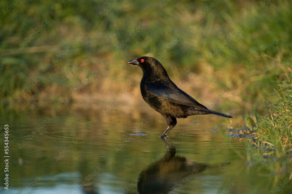 Male Bronzed cowbird (Molothrus aeneus) or red-eyed cowbird, standing in shallow water with a reflection; Ricardo, Texas, United States of America Male Bronzed cowbird (Molothrus aeneus) or red-eyed cowbird, standing in shallow water with a reflection; Ricardo, Texas, United States of America
