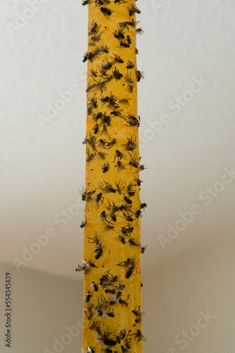 Dead flies stuck to a fly strip; Lincoln, Nebraska, United States of America
